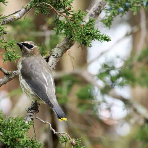 Cedar Waxwing