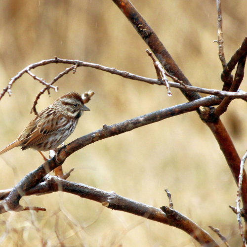Pine siskin 