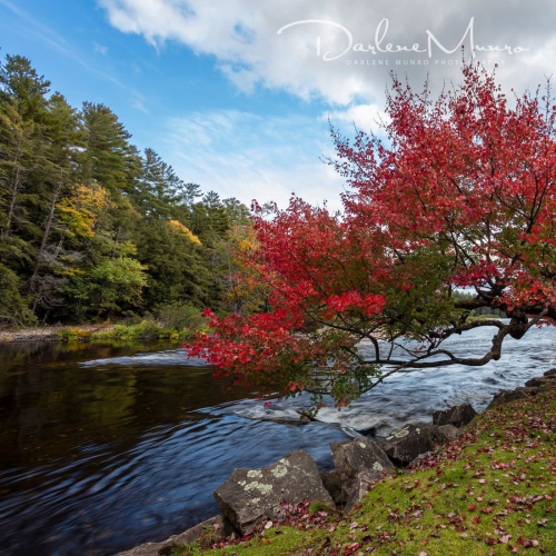 Autumnal Tree