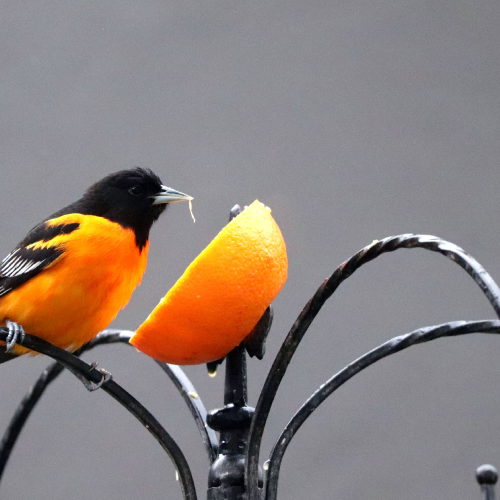 Northern (Baltimore) Oriole