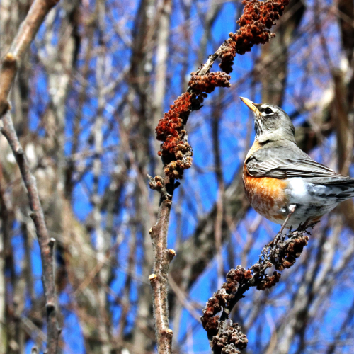 Robin at the sumac tree