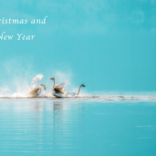 Frolicking Swans