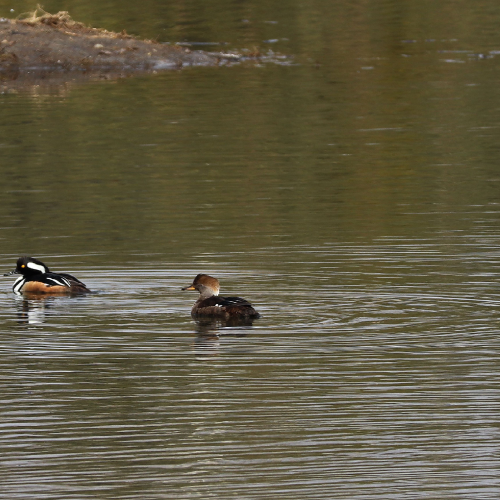 Merganser duck pair