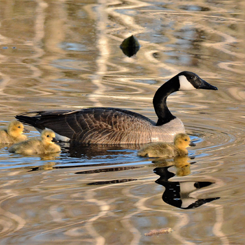 PROTECTIVE MOTHER   Canada Goose