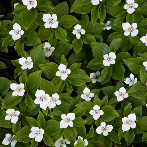 Bunchberry