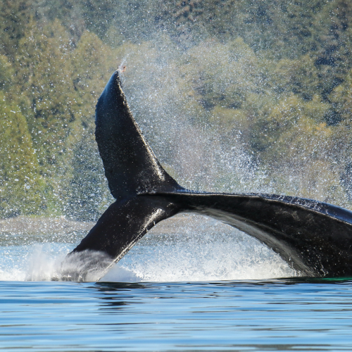 The Frolicking Leviathan 