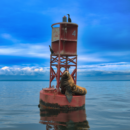 Alone On A Buoy