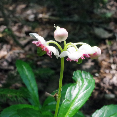 Pipsissewa with mosquito