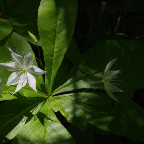 Starflower