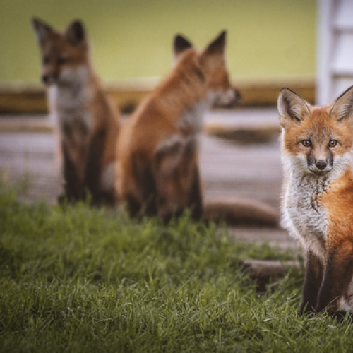 Fox Siblings