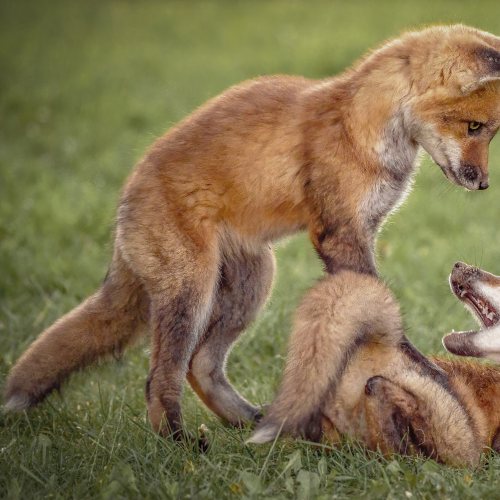 Playtime
