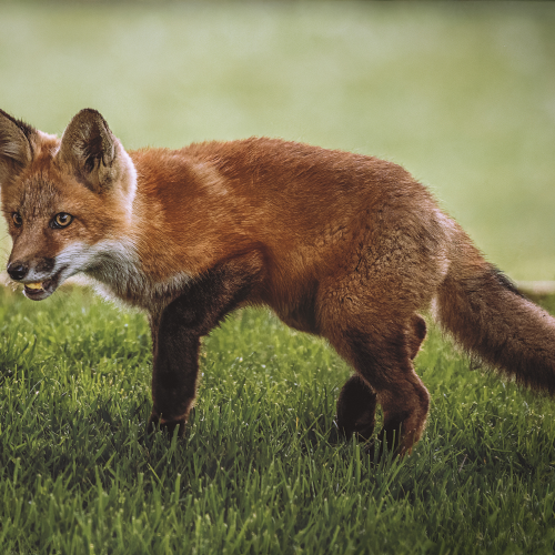 Little Hunter