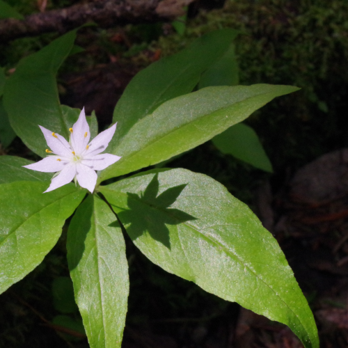 Starflower and shadow