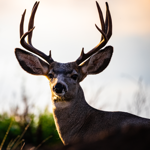 Muley Sunset