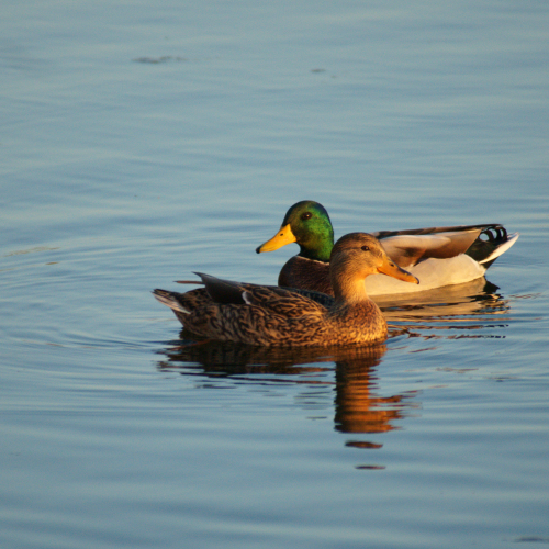 Duck Duo