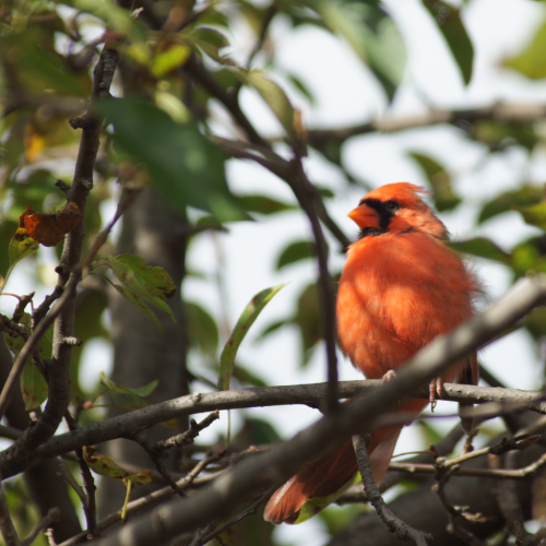 Cardinal