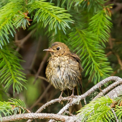 Hermit Thrush