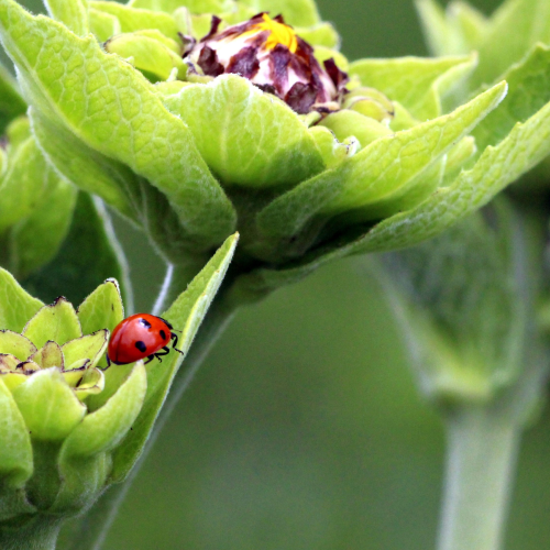 Lady bug