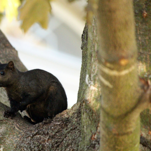 Black squirrel in our chestnut tree