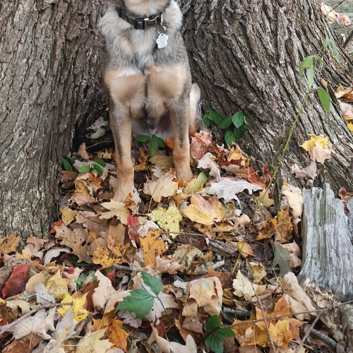 Best Friend under the maple