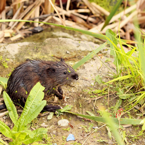 Young muskrat 