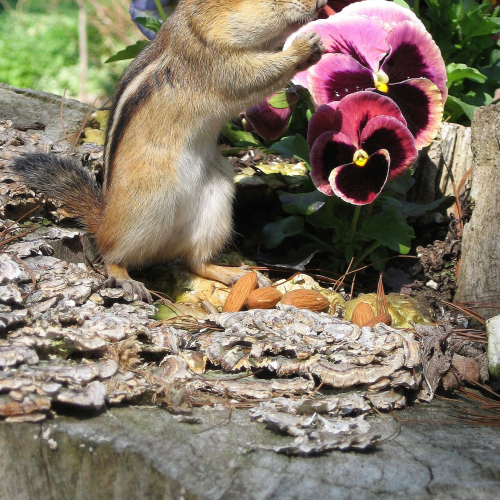 Chipmunk on a stump