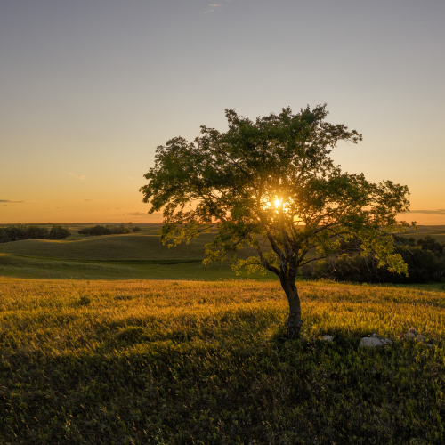 Tree Of Life