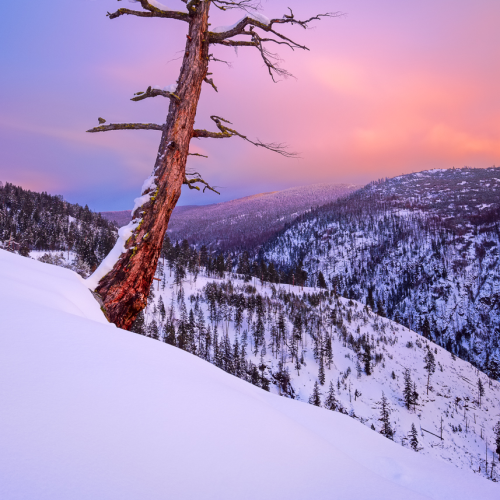 Lone tree at sunset
