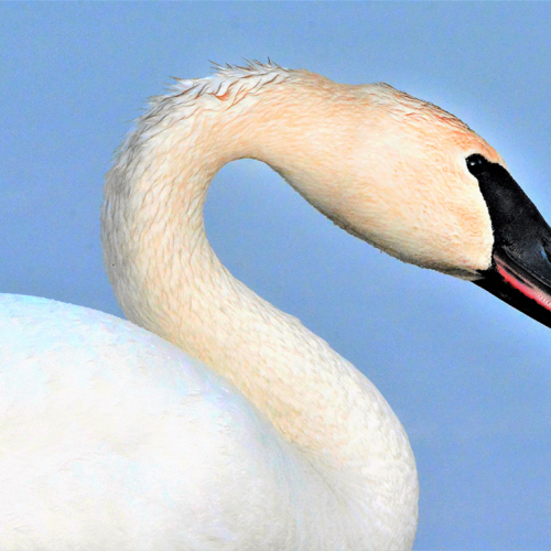 MOUTHFUL    Tundra Swan