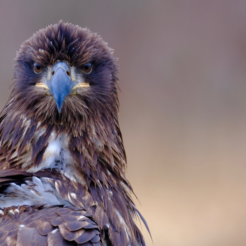 Eagle Eyes