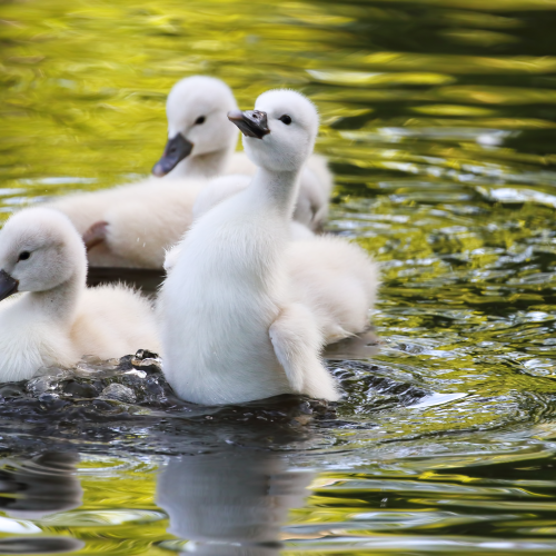 Mute Swans