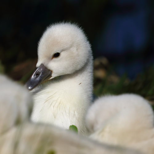 Mute Swans