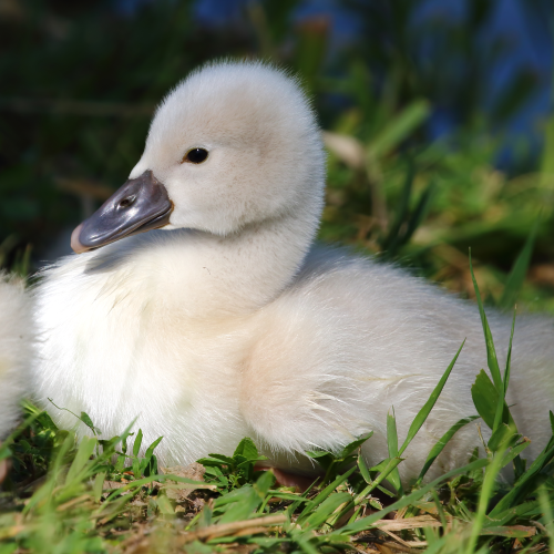 Mute Swans