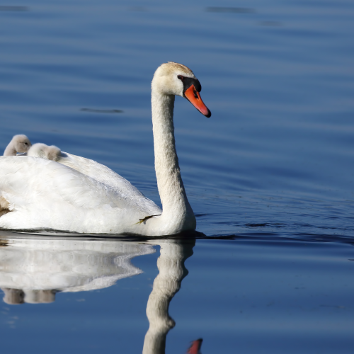 Mute Swans
