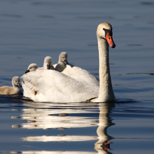 Mute Swans