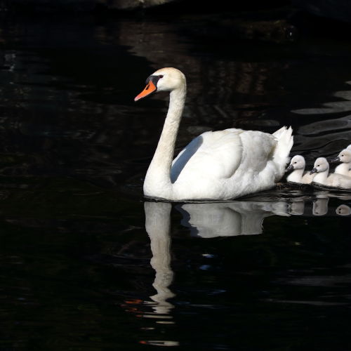 Mute Swans