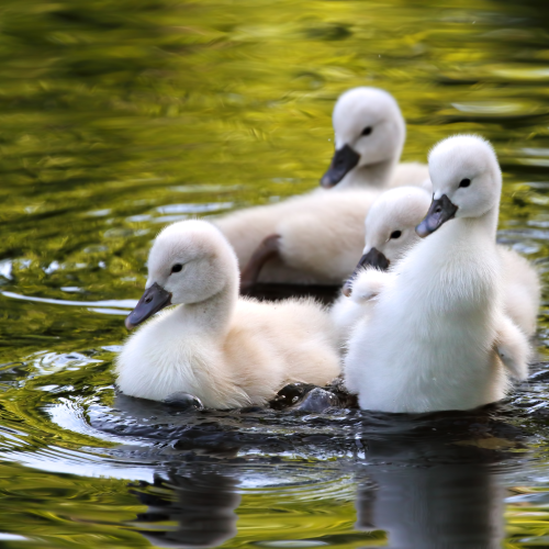 Mute Swans