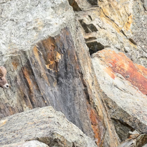 Ram on rocks