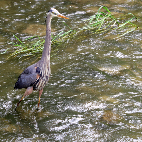 Young Great Blue Heron