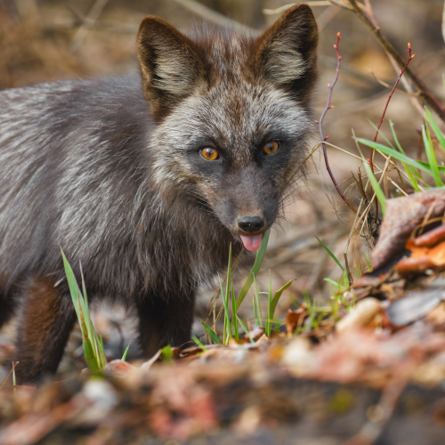 Cheeky Fox