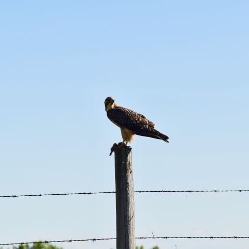 Lunch interrupted 