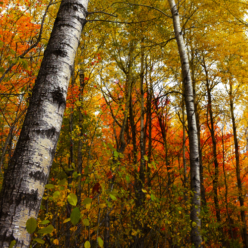 Autumn Days