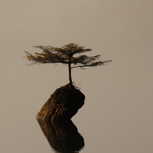 Lone Foggy Tree