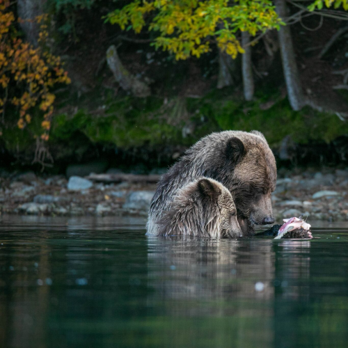 Dinner for 2