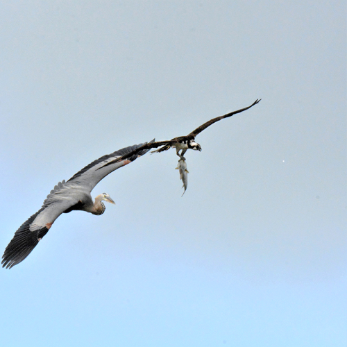 GREAT BLUE HERON ATTACKS OSPREY