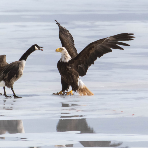 West River Standoff