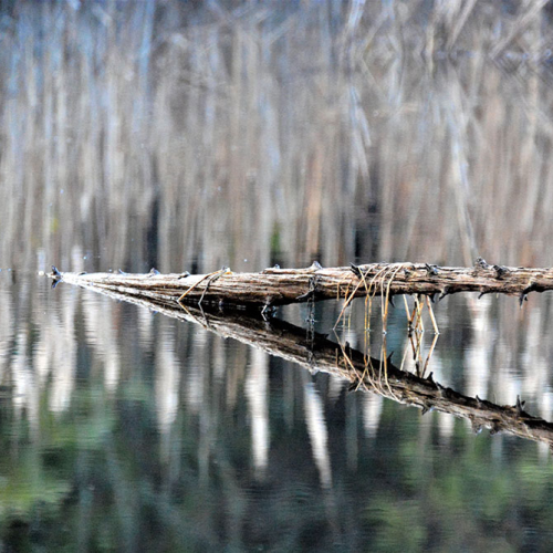 REFLECTION 