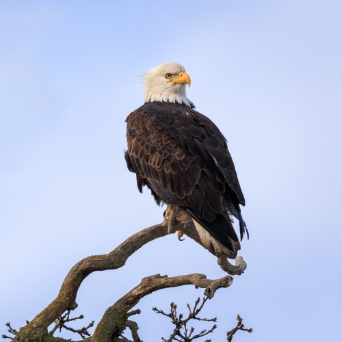 Eagle and Gnarled Tree