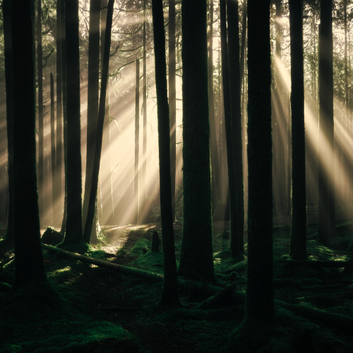 Harmony in Nature