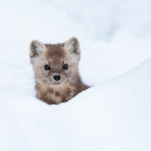 Pine Marten in the snow